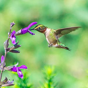 Male Ruby-throated Hummingbird