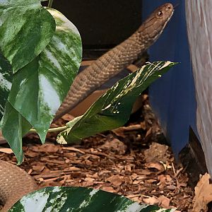 King Cobra-Reptile Gardens