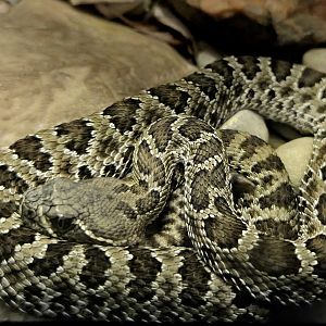 Prairie Rattlesnake-Reptile Gardens