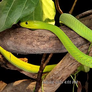 Eastern African Green Mamba-Reptile Gardens