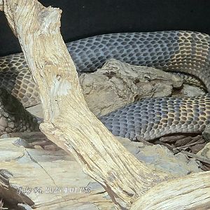 Banded Snouted Cobra-Reptile Gardens