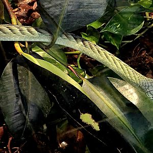 West African Green Mamba-Reptile Gardens