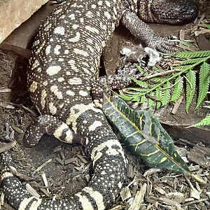 Beaded Lizard-Reptile Gardens