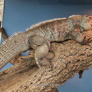 Grand Cayman Island Blue Iguana-Reptile Gardens