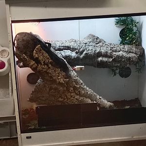 Monitor lizard in off-show area, Five Sisters Zoo