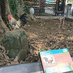 Bantam Chicken (Gallus gallus domesticus) aviary