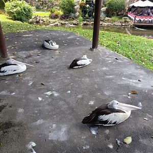 Australian Pelican (Pelecanus conspicillatus)