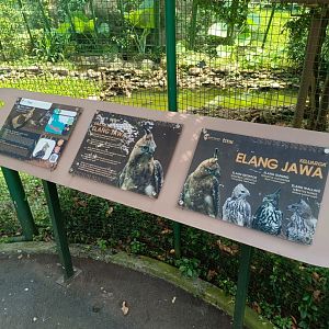 Javan Hawk-Eagle (Nisaetus bartelsi) signage