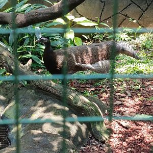 Great Argus (Argusianus argus)