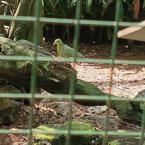 Pink-necked Green Pigeon (Treron vernans)