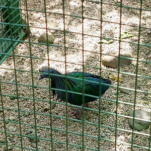 Nicobar Pigeon (Caloenas nicobarica)
