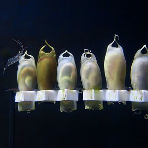 Small-Spotted Catshark (Scyliorhinus canicula) egg cases
