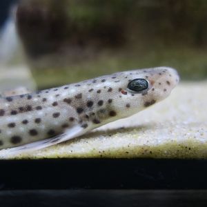 Small-Spotted Catshark (Scyliorhinus canicula) young