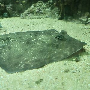 Thornback Ray (Raja clavata)