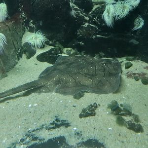 Undulate Ray (Raja undulata)