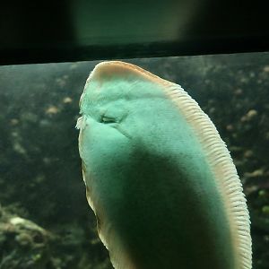 Common Sole (Solea solea)