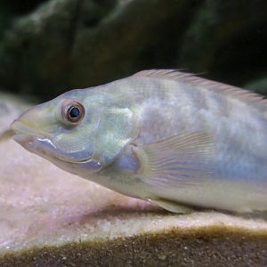 Ballan Wrasse (Labrus bergylta) young