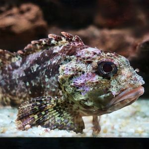 Black Scorpionfish (Scorpaena porcus)