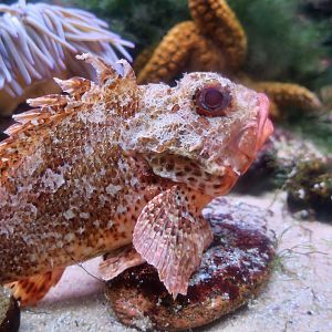 Small Red Scorpionfish (Scorpaena notata)