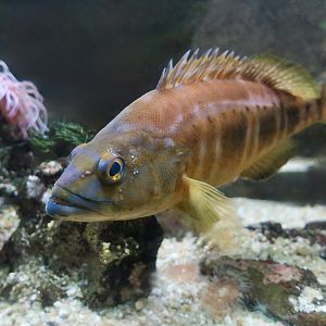 Blacktail Comber (Serranus atricauda)