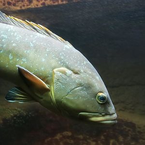 Dusky Grouper (Epinephelus marginatus)