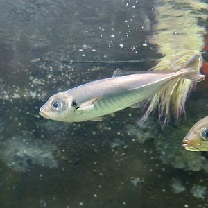 Blue Jack Mackerel (Trachurus picturatus)