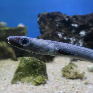European Conger (Conger conger) juvenile
