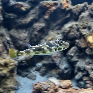 Guinea Puffer (Sphoeroides marmoratus)