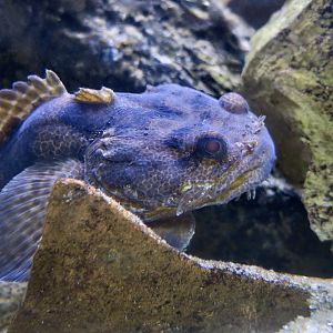 Lusitanian Toadfish (Halobatrachus didactylus)