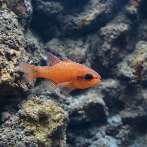 Mediterranean Cardinalfish (Apogon imberbis)