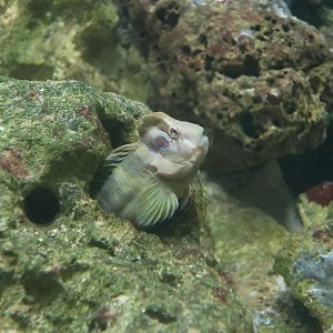 Peacock Blenny (Salaria pavo)