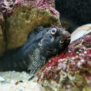 Tompot Blenny (Parablennius gattorugine)