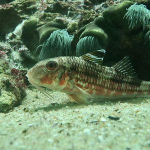 Striped Red Mullet (Mullus surmuletus)
