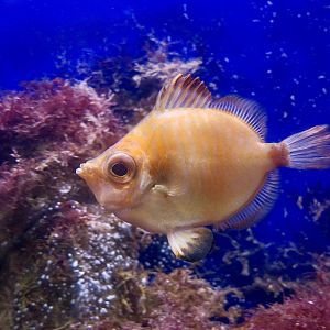 Boarfish (Capros aper)