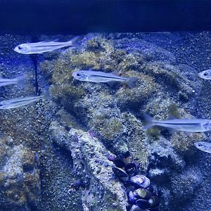 Sand Smelt (Atherina presbyter)