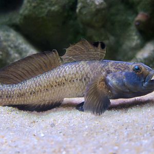 Black Goby (Gobius niger)