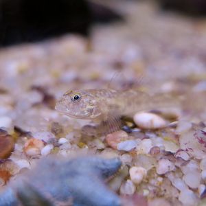 Common Goby (Pomatoschistus microps)