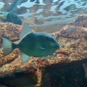 Gray Triggerfish (Balistes capriscus)