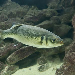 Spotted Sea Bass (Dicentrarchus punctatus)