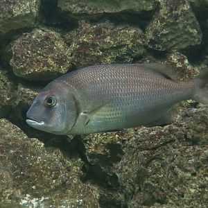 Red Porgy (Pagrus pagrus)