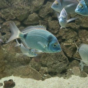 Common Two-Banded Sea Bream (Diplodus vulgaris)