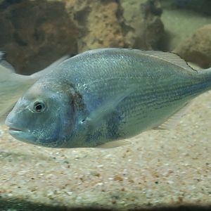 Gilt-Head Bream (Sparus aurata)