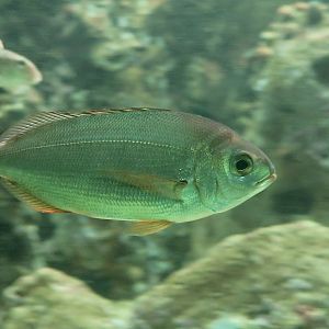 Blackspot Sea Bream (Pagellus bogaraveo)