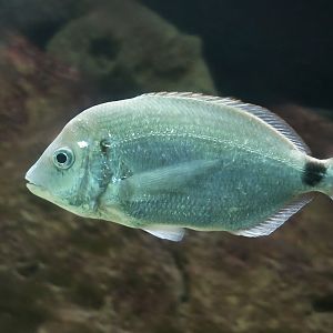 Senegal Sea Bream (Diplodus bellottii)