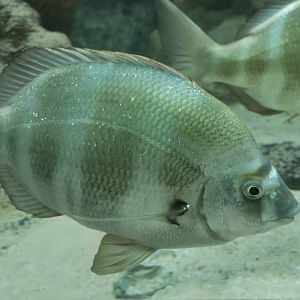 Zebra Sea Bream (Diplodus cervinus)