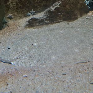 Turbot (Scophthalmus maximus)