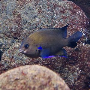 Canary Damsel (Similiparma lurida)