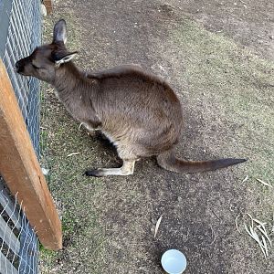 Sociable Kangaroo Island Kangaroo