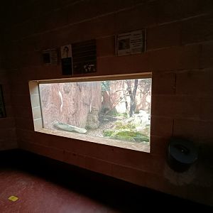 Viewing for Bonelli's eagle exhibit - GREFA