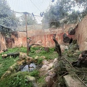 Golden eagle exhibit - GREFA
